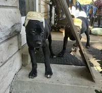 Max * ears cropped *, a male Cane Corso for sale in Louisville, KY – 8 of 8