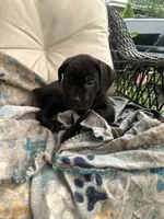 Girl #2 updated, a female Cane Corso for sale in Louisville, KY – 10 of 10
