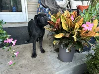 Lola , a male Cane Corso for sale in Louisville, KY – 3 of 8