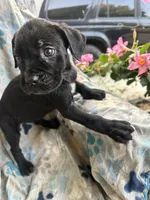 Girl # 2 , a female Cane Corso for sale in Louisville, KY – 1 of 7