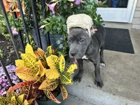 Sadie * ears cropped *, a male Cane Corso for sale in Louisville, KY – 4 of 8