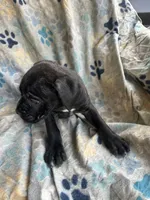 Girl # 1, a female Cane Corso for sale in Louisville, KY – 2 of 10
