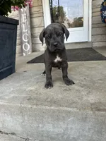 Girl # 3 , a female Cane Corso for sale in Louisville, KY – 5 of 10
