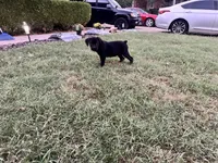 Layla - Cane Corso , a female Cane Corso for sale in Louisville, KY – 9 of 9