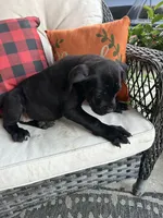 Layla , a female Cane Corso for sale in Louisville, KY – 3 of 7