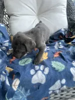 Girl # 5, a female Cane Corso for sale in Louisville, KY – 4 of 9