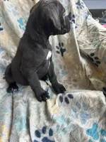 Girl # 1, a female Cane Corso for sale in Louisville, KY – 6 of 10