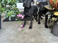 Stella , a male Cane Corso for sale in Louisville, KY – 8 of 8