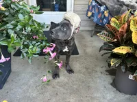 Sadie * ears cropped *, a male Cane Corso for sale in Louisville, KY – 5 of 8