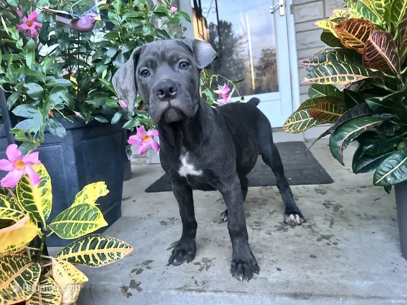 Sadie - Cane Corso pup  – Cane Corso puppy for sale in Louisville, KY