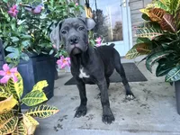 Sadie - Cane Corso pup , a female Cane Corso for sale in Louisville, KY – 1 of 10