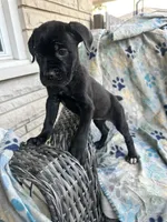 Girl # 4 , a female Cane Corso for sale in Louisville, KY – 10 of 10