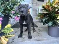 Sadie - Cane Corso pup , a female Cane Corso for sale in Louisville, KY – 2 of 10