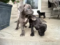 Girl #3 updated , a female Cane Corso for sale in Louisville, KY – 7 of 10
