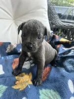 Girl # 3, a female Cane Corso for sale in Louisville, KY – 6 of 9