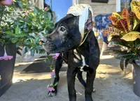 Max * ears cropped *, a male Cane Corso for sale in Louisville, KY – 1 of 8