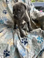 Girl # 3 , a female Cane Corso for sale in Louisville, KY – 6 of 10