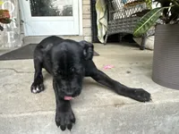 Lola , a female Cane Corso for sale in Louisville, KY – 7 of 7