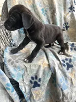 Boy # 2 , a male Cane Corso for sale in Louisville, KY – 4 of 10