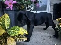 Layla - Cane Corso , a female Cane Corso for sale in Louisville, KY – 2 of 9