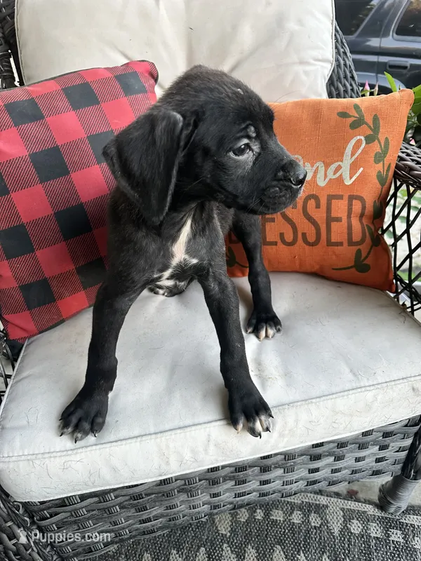 Max  – Cane Corso puppy for sale in Louisville, KY