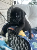Girl # 2, a female Cane Corso for sale in Louisville, KY – 6 of 10