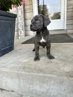 Girl # 3 , a female Cane Corso for sale in Louisville, KY – 8 of 10