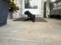 Layla , a female Cane Corso for sale in Louisville, KY – 5 of 7