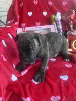 Blue - Boy , a male Boxer and Cane Corso for sale in Louisville, KY – Photo 5 of 9