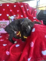 Blue - Boy , a male Boxer and Cane Corso for sale in Louisville, KY – Photo 3 of 9