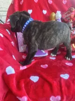 Blue - Boy , a male Boxer and Cane Corso for sale in Louisville, KY – Photo 9 of 9