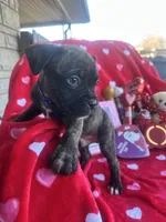 Blue - Boy , a male Boxer and Cane Corso for sale in Louisville, KY – Photo 2 of 9
