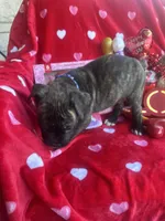 Blue - Boy , a male Boxer and Cane Corso for sale in Louisville, KY – Photo 4 of 9