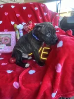 Blue - Boy , a male Boxer and Cane Corso for sale in Louisville, KY – Photo 6 of 9