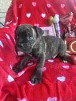 Blue - Boy , a male Boxer and Cane Corso for sale in Louisville, KY – Photo 7 of 9
