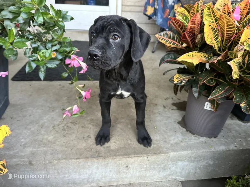 Stella  – Cane Corso puppy for sale in Louisville, KY