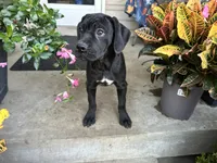 Stella , a male Cane Corso for sale in Louisville, KY – 1 of 8