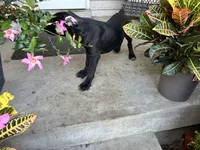 Layla - Cane Corso Pup , a female Cane Corso for sale in Louisville, KY – 5 of 10
