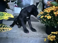Layla - Cane Corso , a female Cane Corso for sale in Louisville, KY – 3 of 9