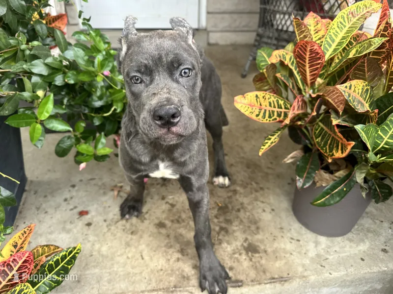 Sadie *champion Pedigree* – Cane Corso puppy for sale in Louisville, KY