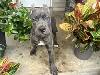Sadie *champion Pedigree*, a female Cane Corso for sale in Louisville, KY – 1 of 10
