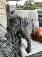Sadie , a female Cane Corso for sale in Louisville, KY – 4 of 9