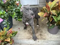 Sadie *champion Pedigree*, a female Cane Corso for sale in Louisville, KY – 5 of 10