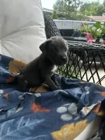 Girl # 6, a female Cane Corso for sale in Louisville, KY – 5 of 9