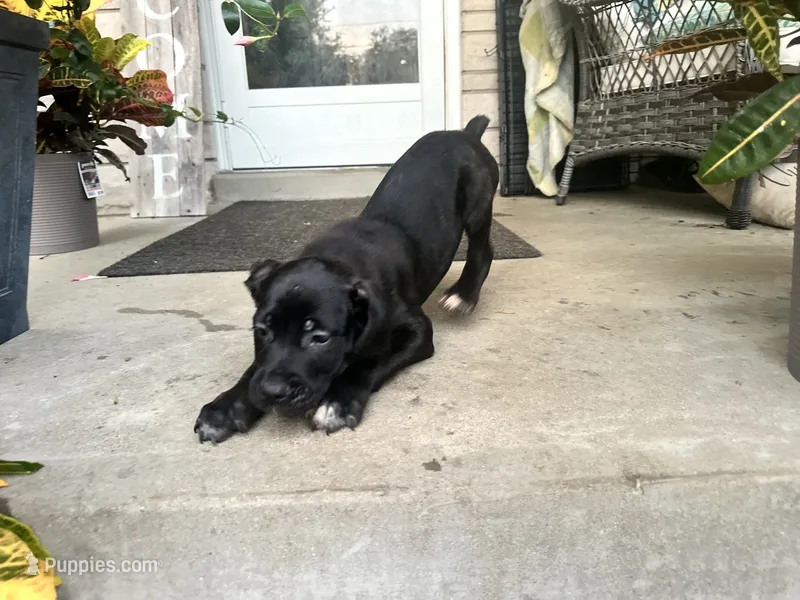 Lola  – Cane Corso puppy for sale in Louisville, KY