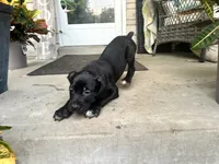 Lola , a female Cane Corso for sale in Louisville, KY – 2 of 7