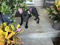 Layla - Cane Corso Pup , a female Cane Corso for sale in Louisville, KY – 2 of 10