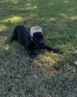 Max * ears cropped *, a male Cane Corso for sale in Louisville, KY – 6 of 8