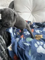 Girl # 3, a female Cane Corso for sale in Louisville, KY – 2 of 9