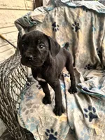 Girl #1 updated , a female Cane Corso for sale in Louisville, KY – 4 of 9